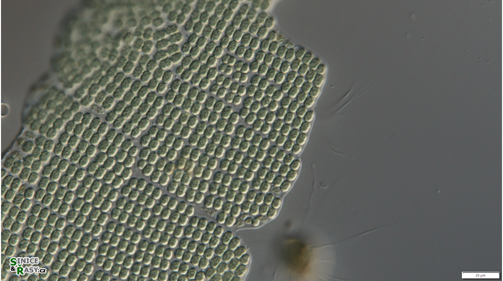 Merismopedia convoluta