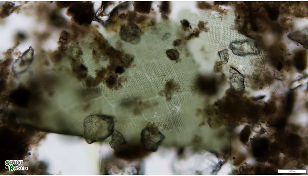 Merismopedia convoluta