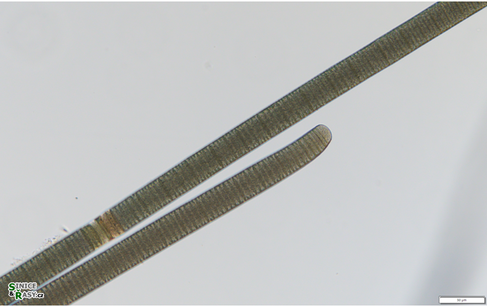 Oscillatoria duplisecta