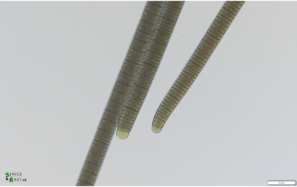 Oscillatoria duplisecta