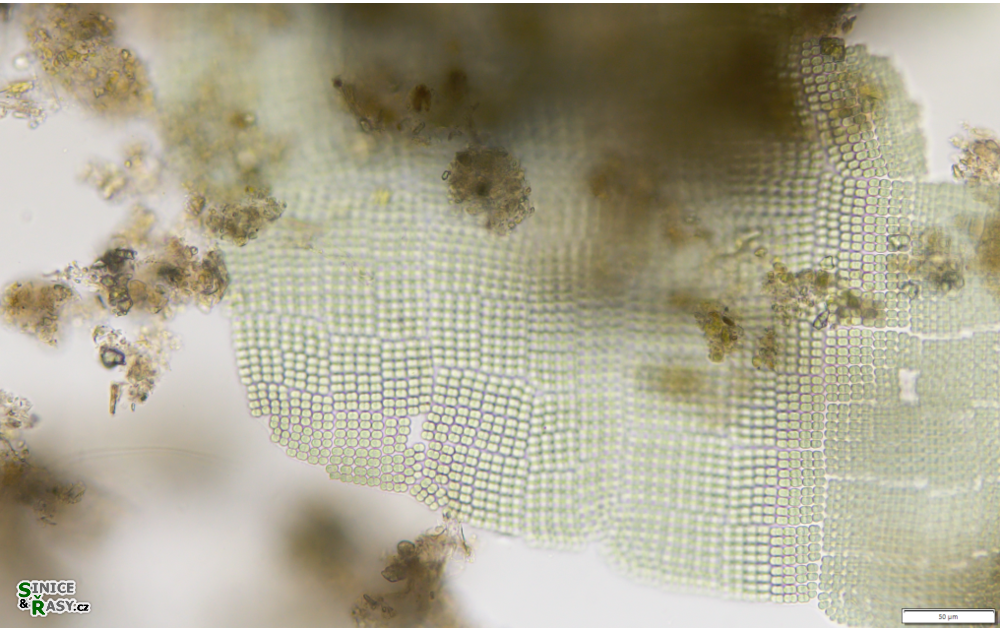 Merismopedia convoluta