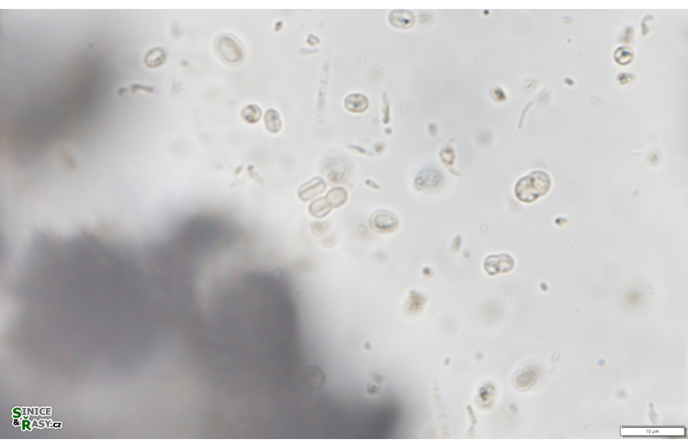 Cyanobacterim minervae