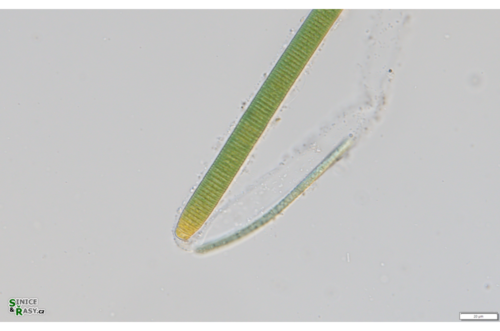 Capilliphycus salinus