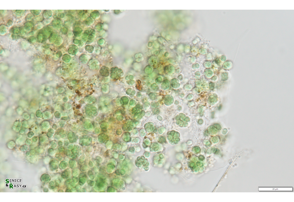 Chroogloeocystis siderophila