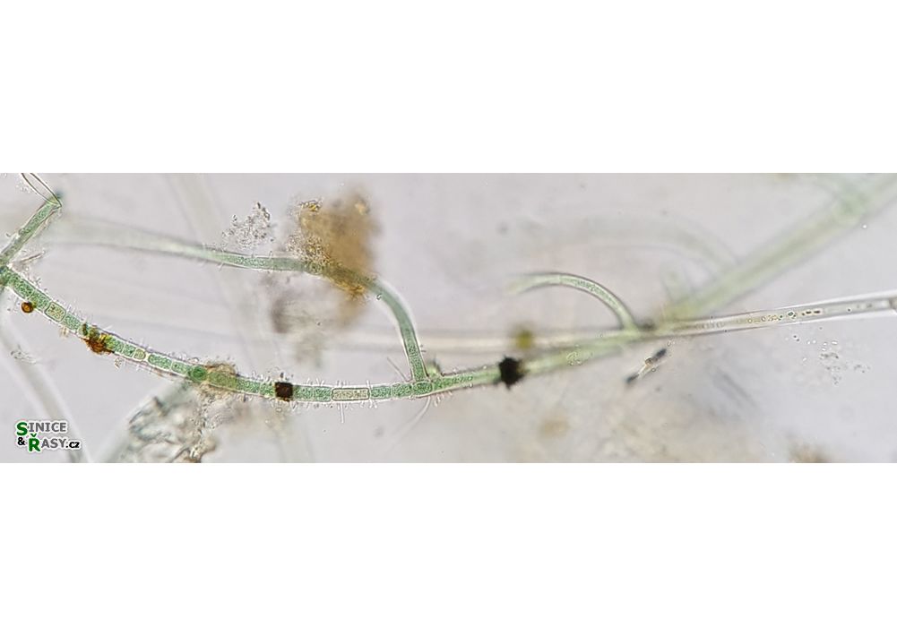 Hapalosiphon intricatus