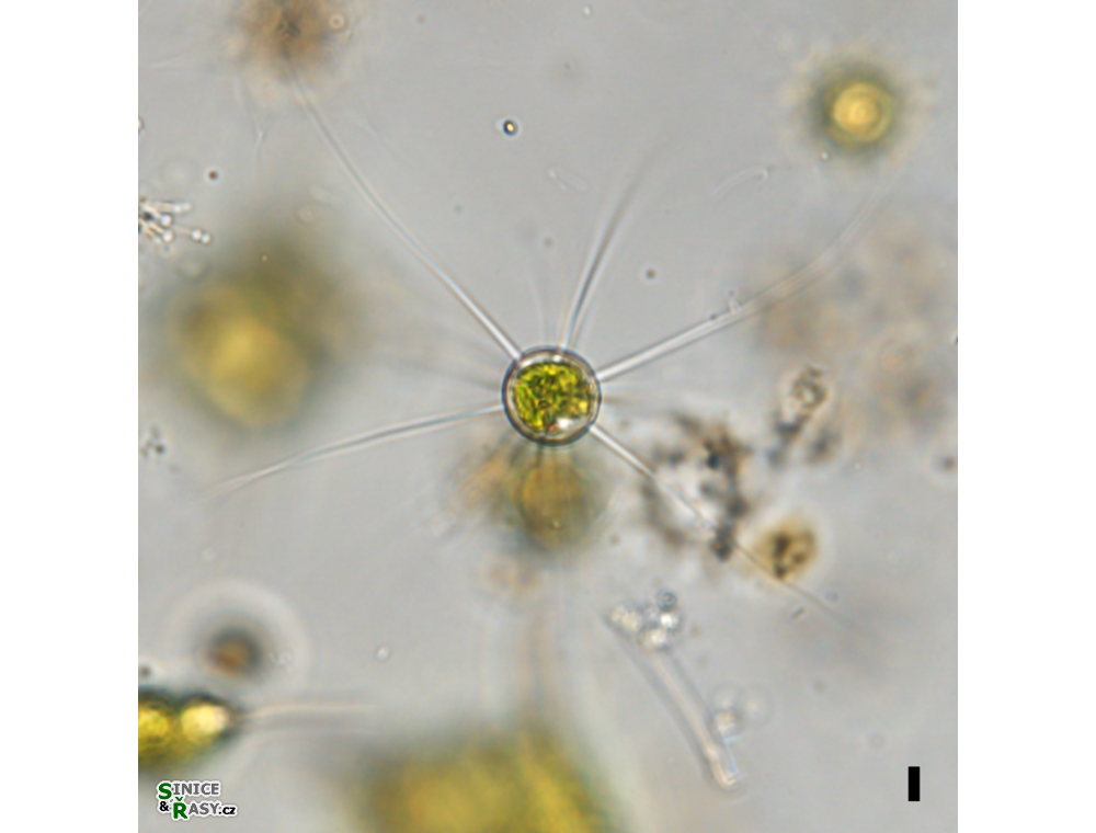 Golenkiniopsis longispina