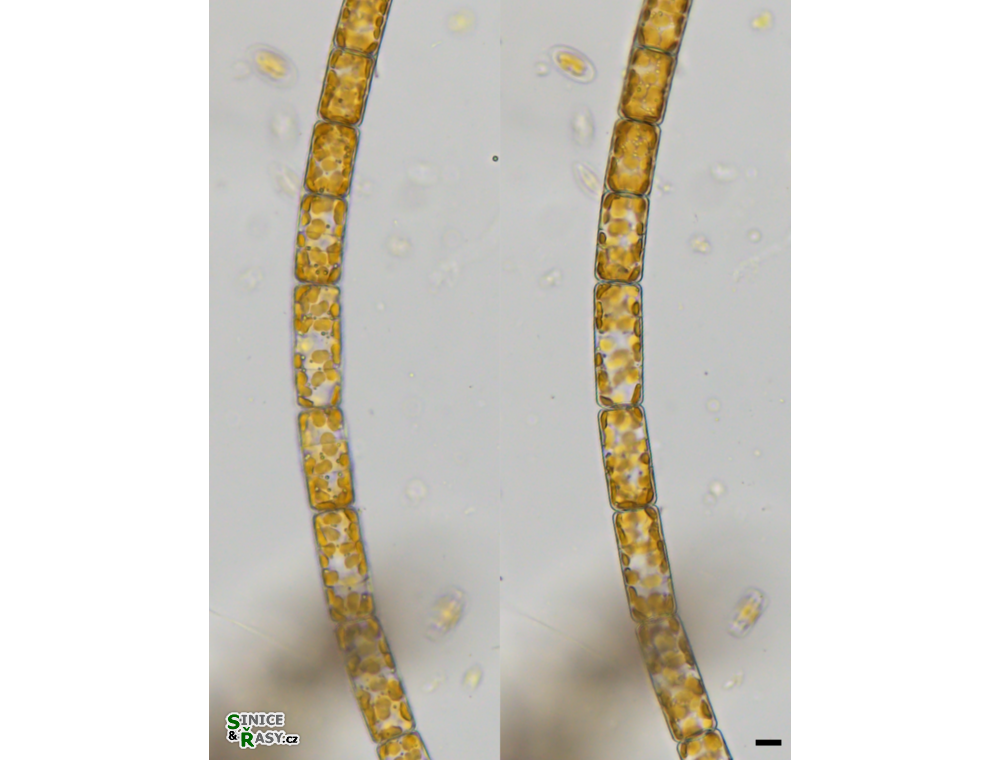 Melosira varians