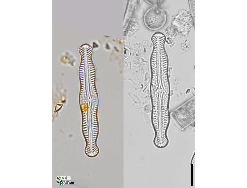 Pinnularia angusta