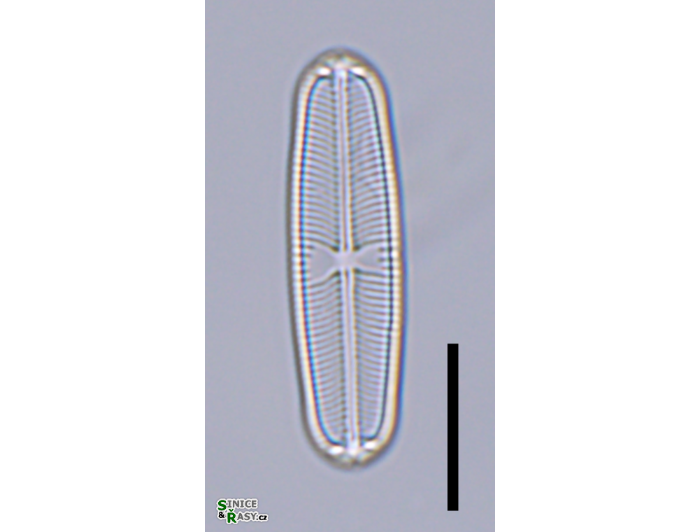 Sellaphora pupula