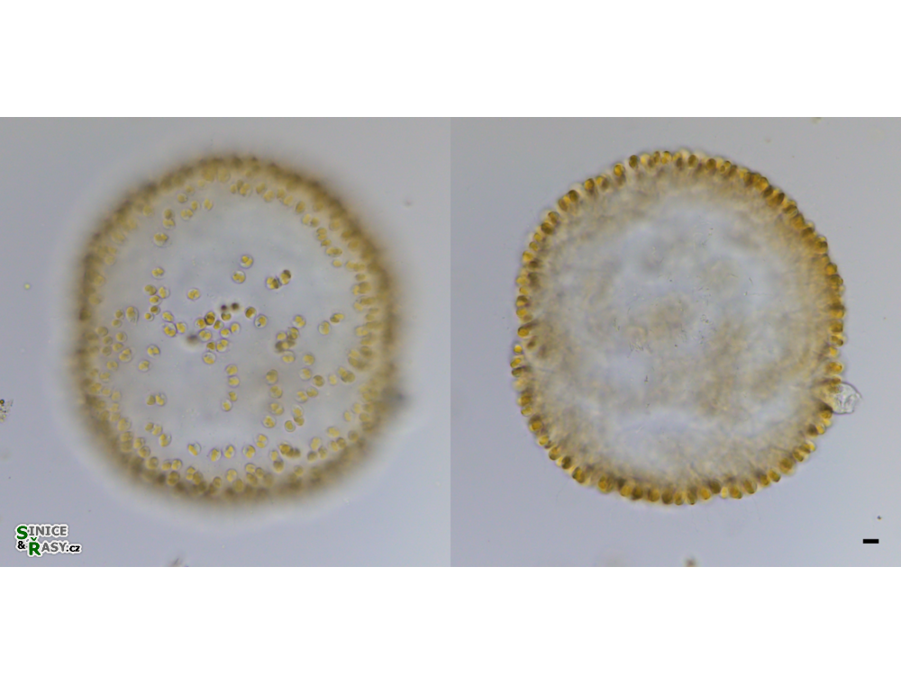 Uroglena