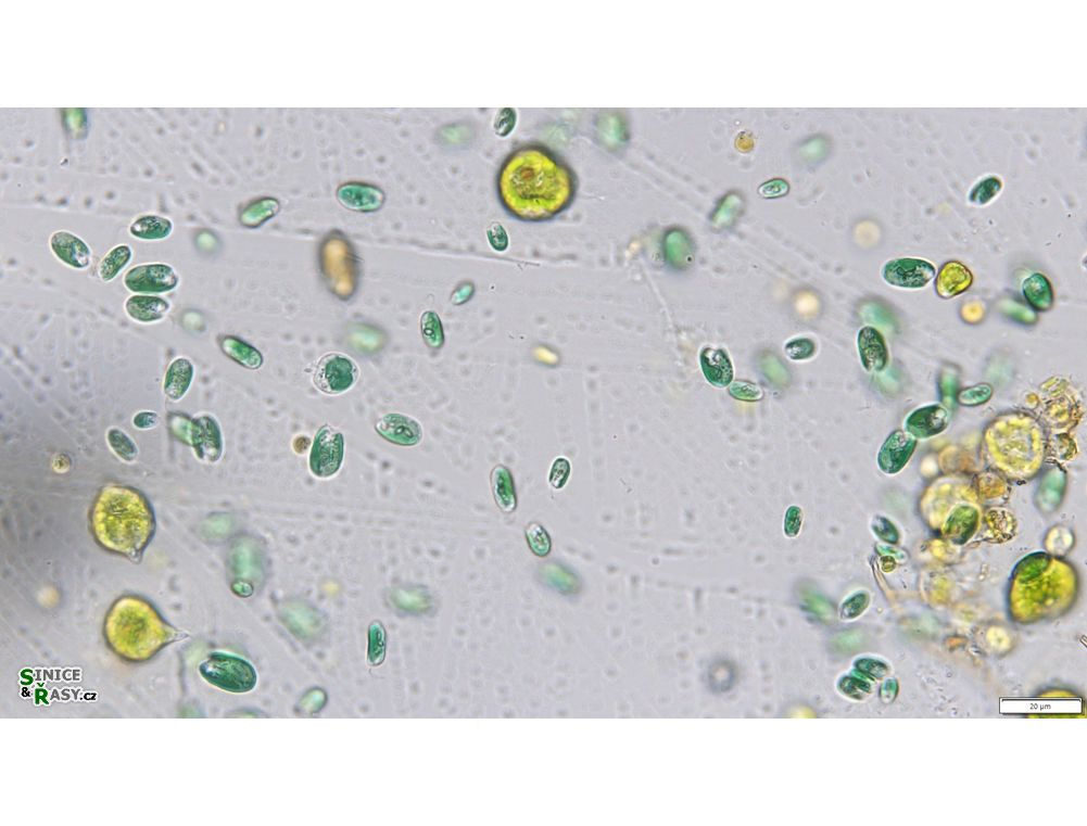 Chroomonas nordstedtii