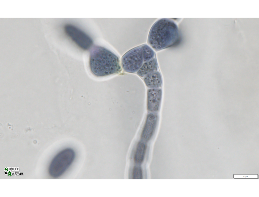 Mastigocladus boudae