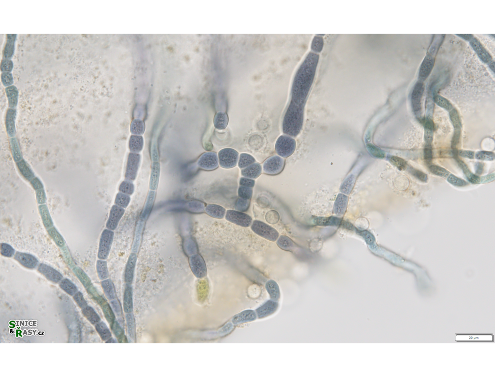 Mastigocladus boudae