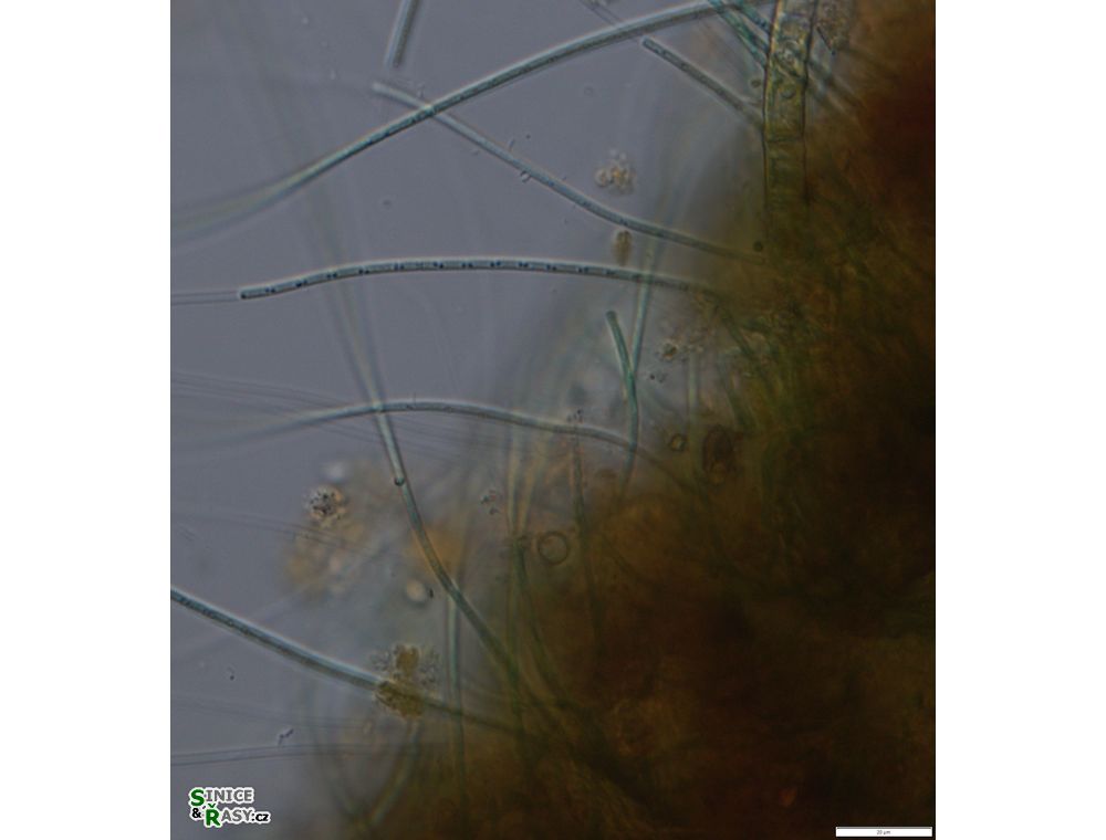 Leptolyngbya valderiana