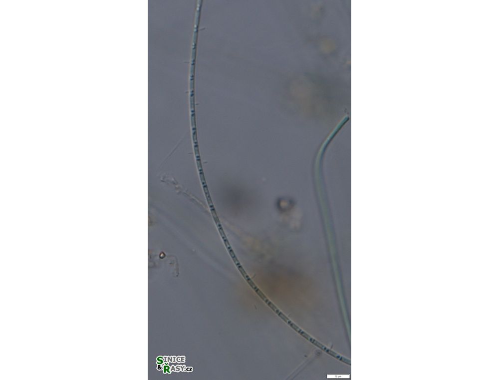 Leptolyngbya valderiana