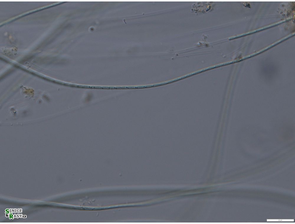 Leptolyngbya valderiana