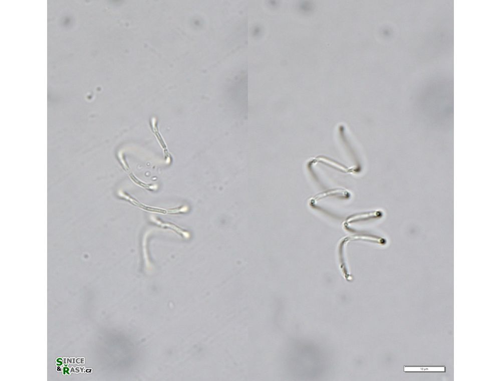 Planktolyngbya contorta