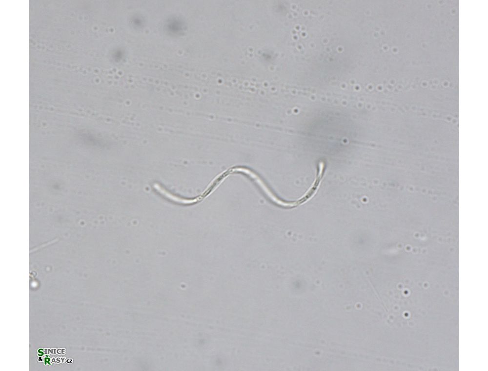 Planktolyngbya microspira