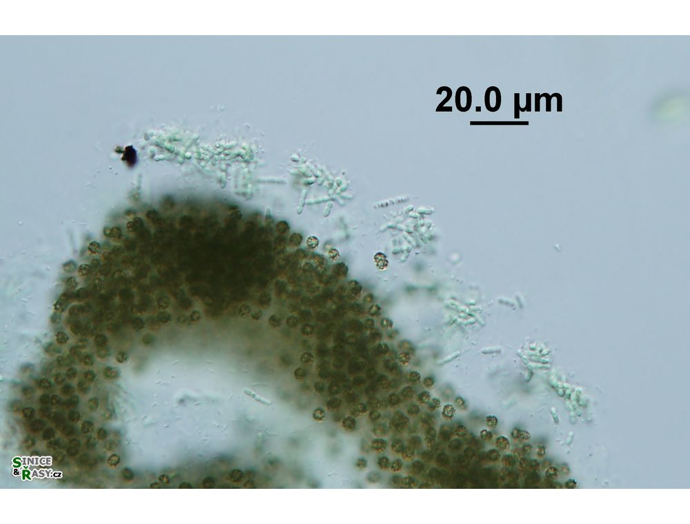Pseudanabaena mucicola