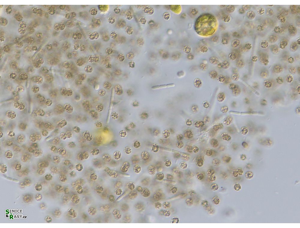 Pseudanabaena mucicola