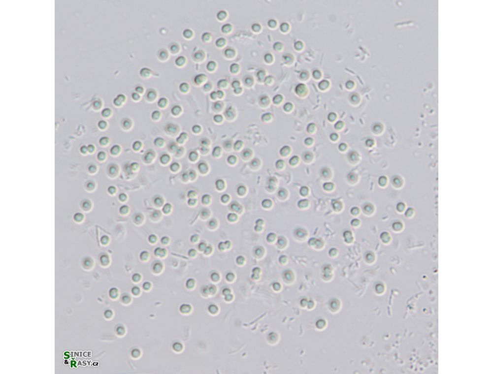 Aphanocapsa planctonica