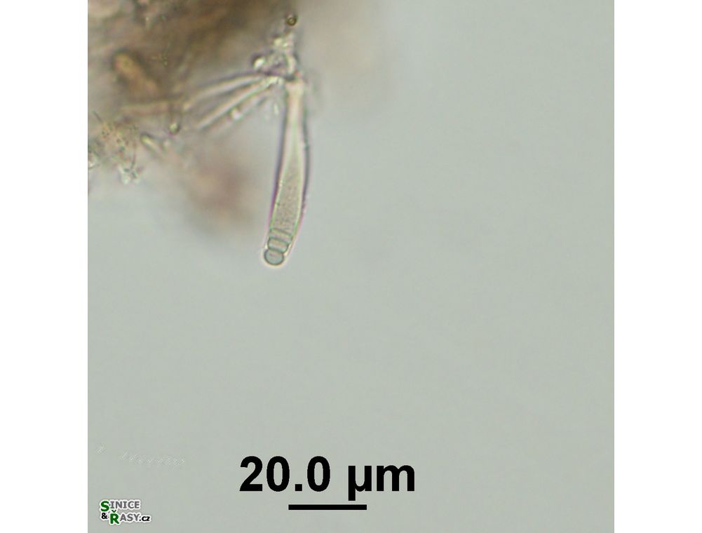 Chamaesiphon confervicola