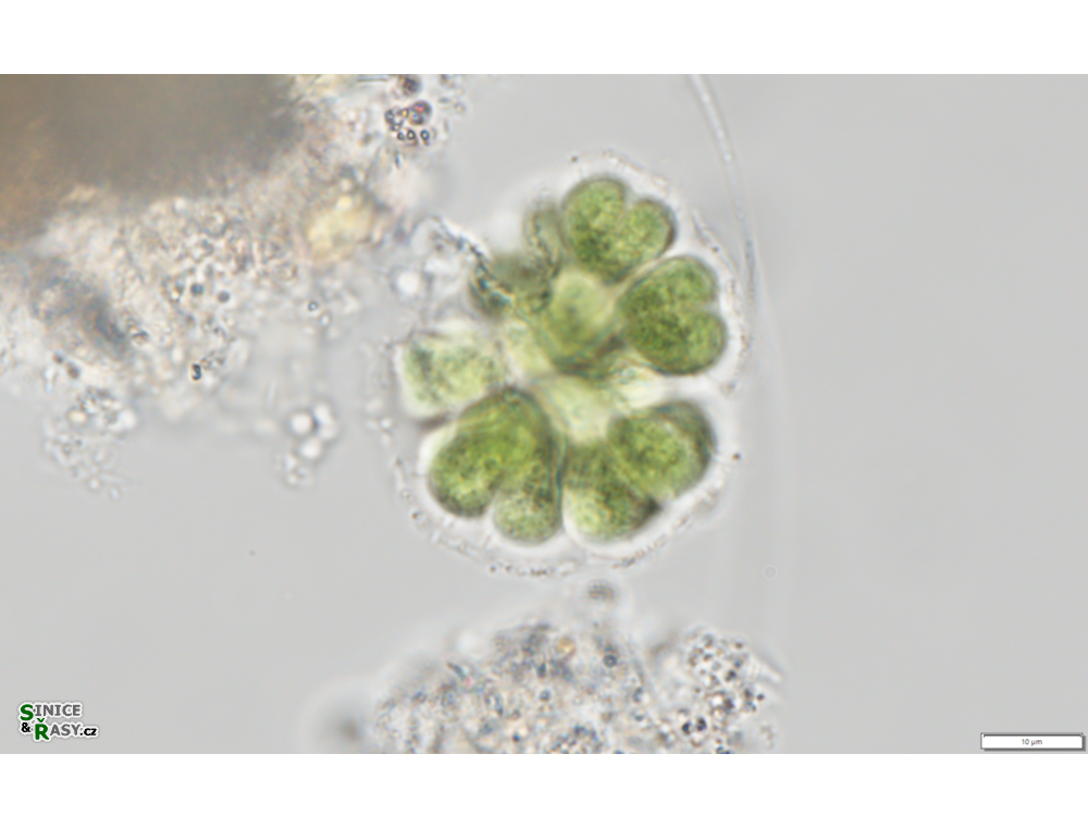 Gomphosphaeria salina