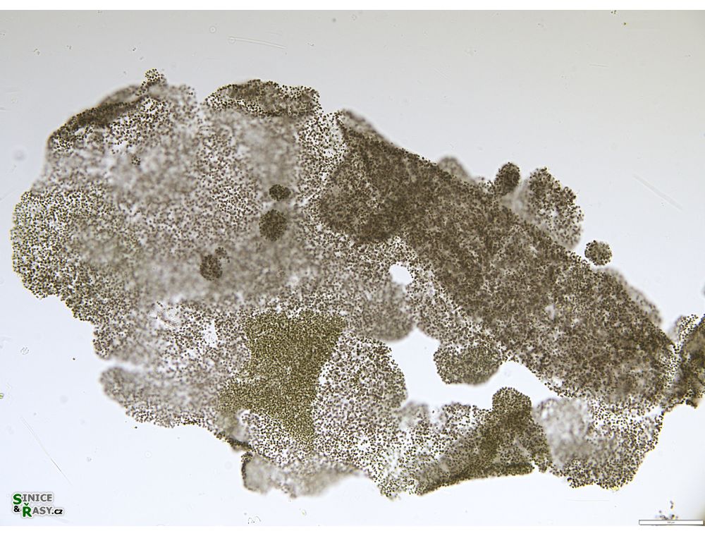 Microcystis microcystiformis