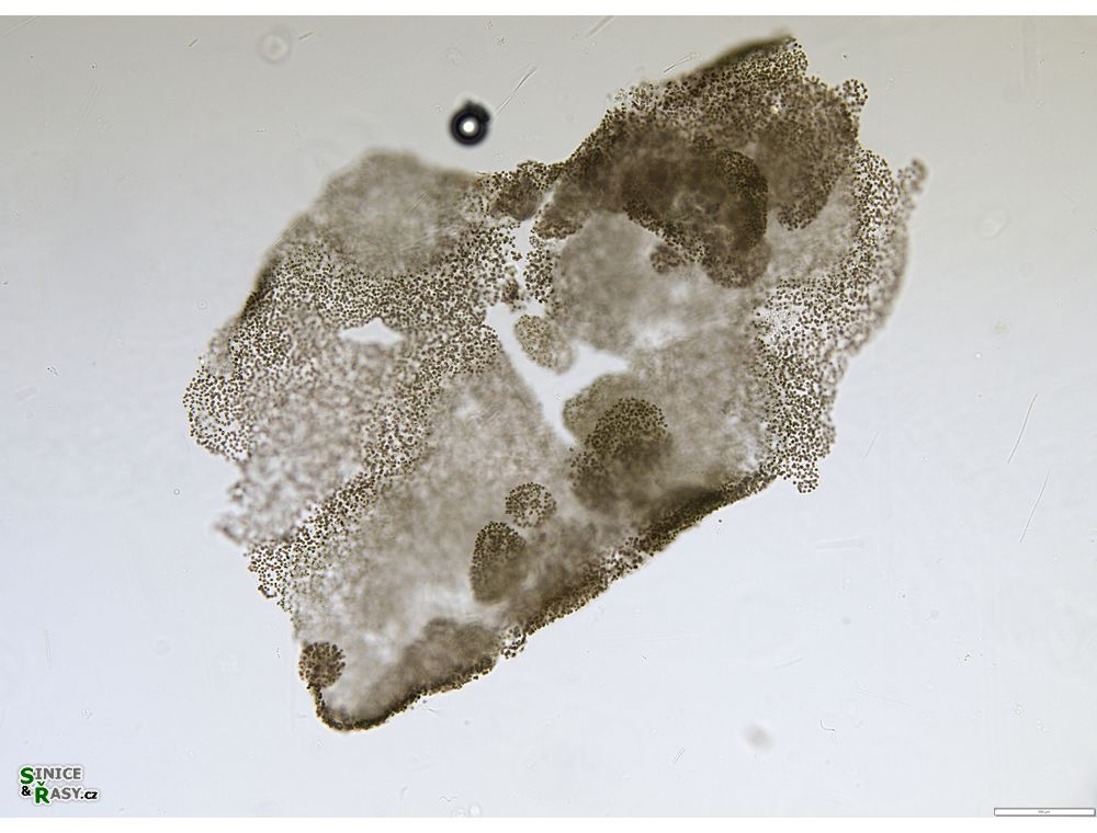 Microcystis microcystiformis