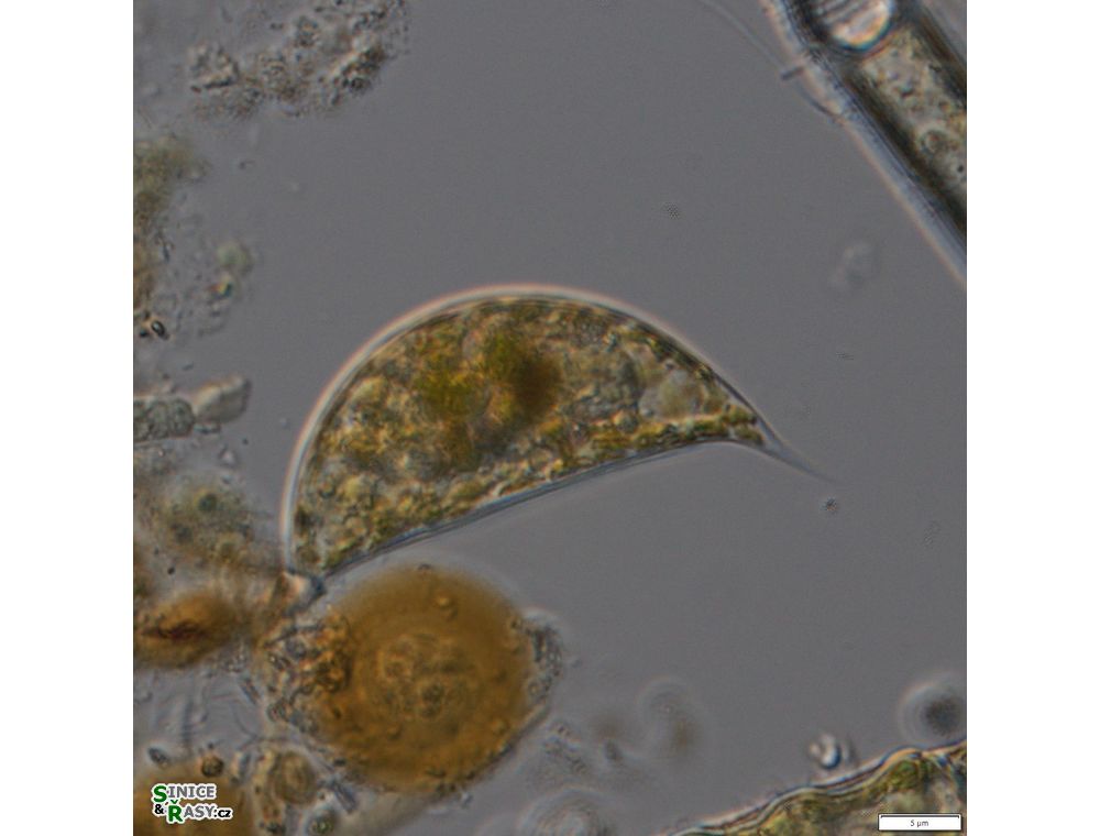 Cystodinium cornifax