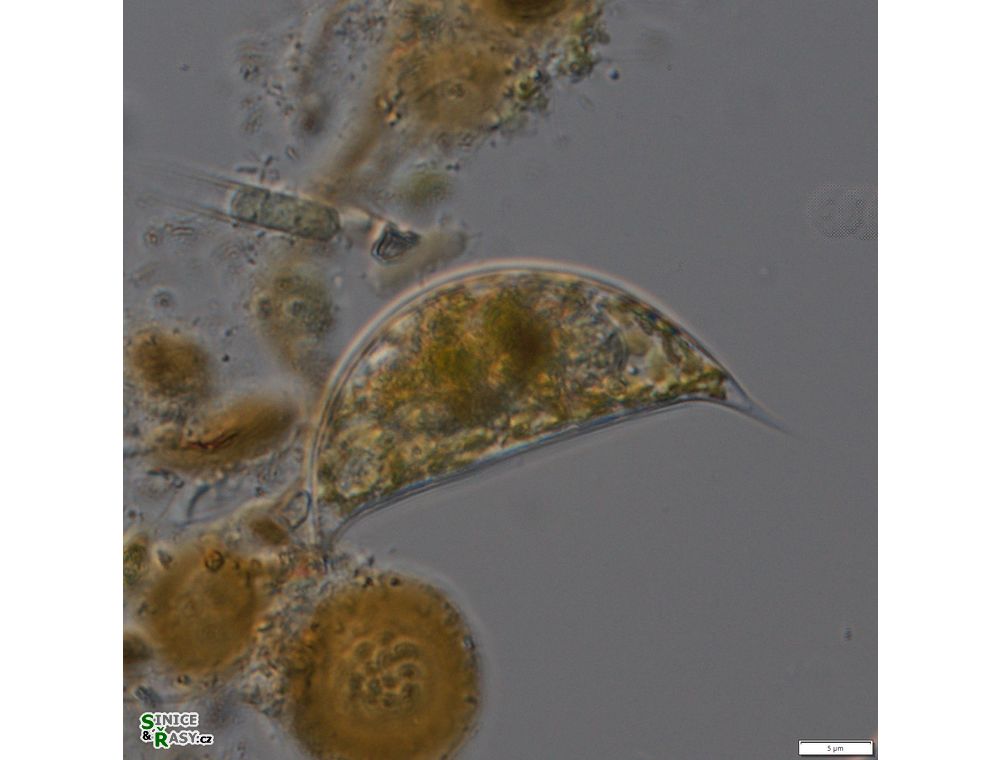 Cystodinium cornifax