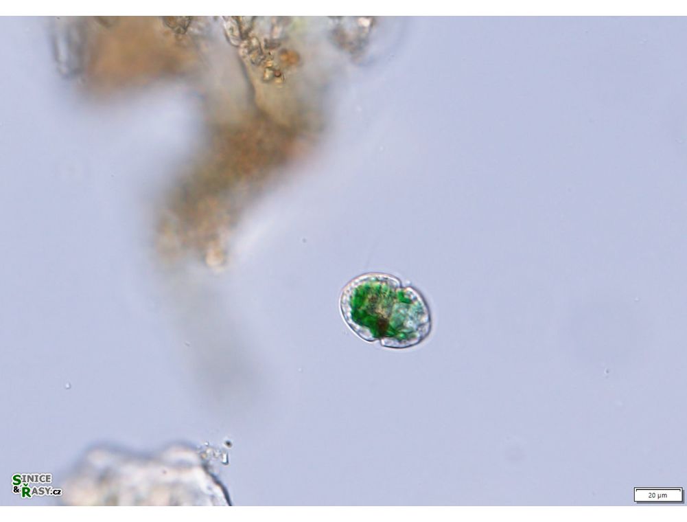 Nusuttodinium aeruginosum