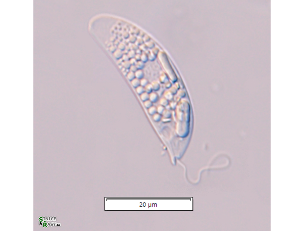 Menoidium pellucidum var. cultellus
