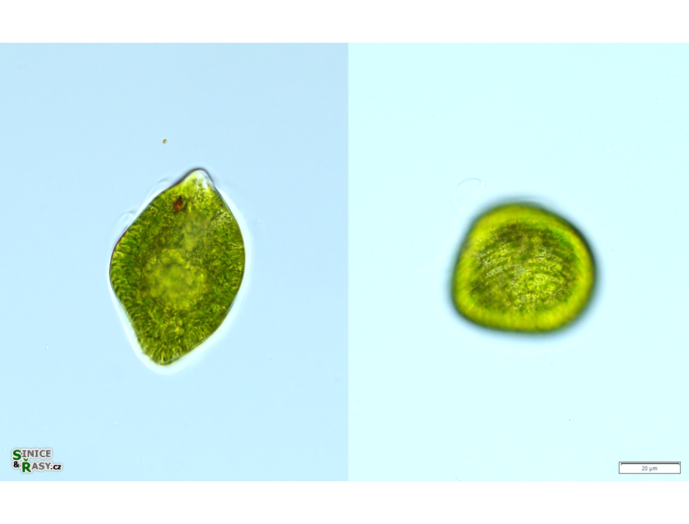 Euglena oblonga