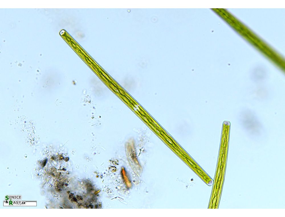 Closterium directum