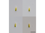 Sphaerellopsis