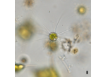 Golenkiniopsis