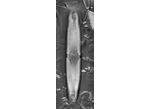 Pinnularia microstauron