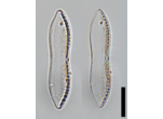 Tryblionella