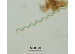 Arthrospira jenneri