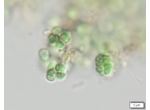 Chroogloeocystis siderophila