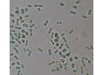 Picosynechococcus