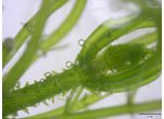Streptophyta