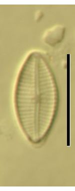Navicula subminuscula