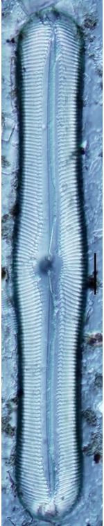 Pinnularia nobilis