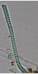 Spirulina subsalsa