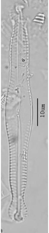 Pinnularia polyonca