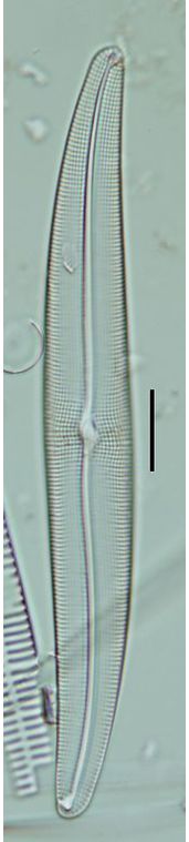 Gyrpsigma attenuatum