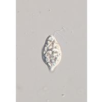 Distigma striato-granulatum