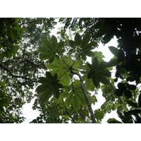 3-guajataca-state-forest-puerto-rico-2013-012